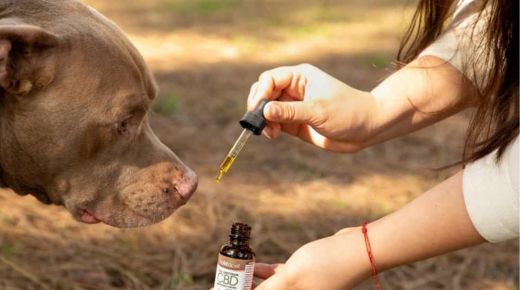 Best dog CBD oil